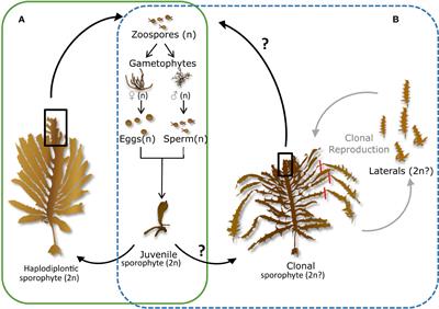 Genomic consequences and selection efficacy in sympatric sexual versus asexual kelps